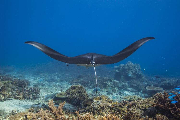 manta ray swimming over coral reef